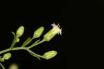 Canadian horseweed